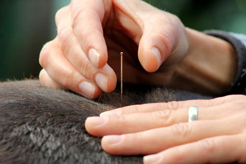 Horse getting acupuncture treatment